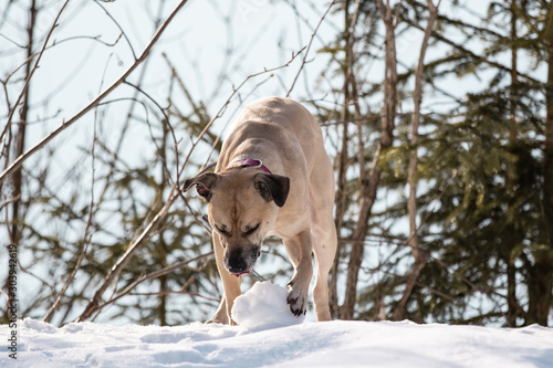 Hund frisst frischen Schnee © Cecile Zahorka