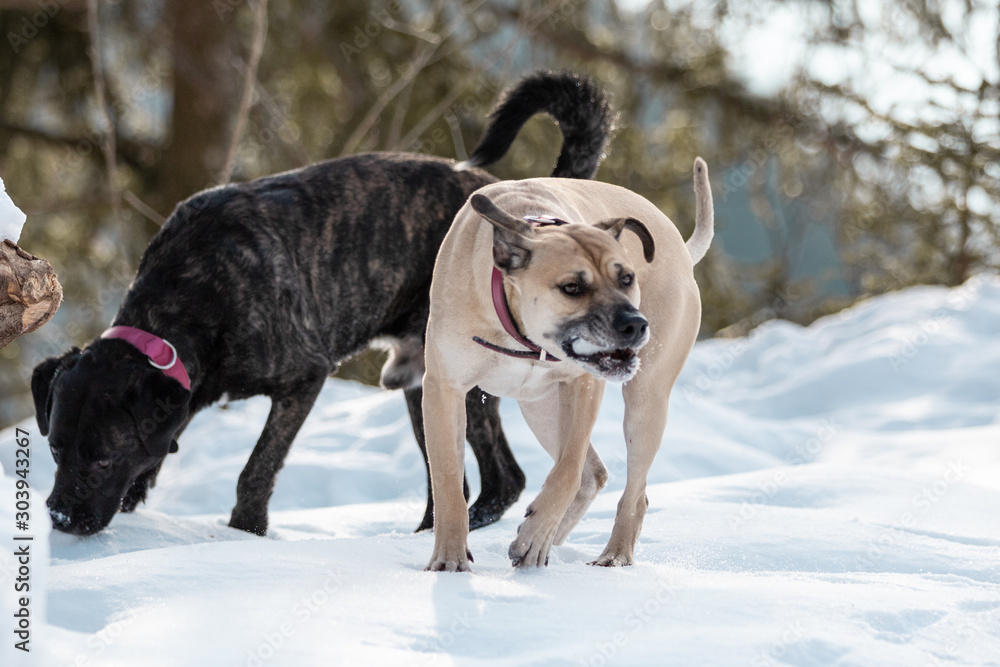 Hunde fressen frischen Schnee