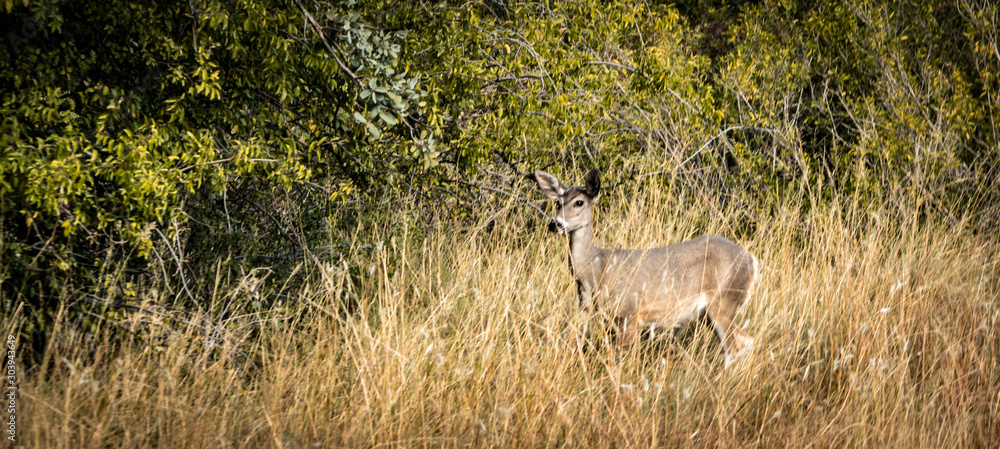 White tail deer in tall grass in Florida Canyon, Arizona White tail deer in tall grass in Florida Canyon, Arizona
