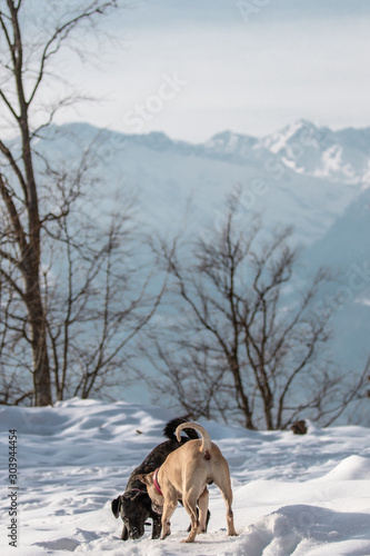 Hunde spielen vor winterlichem Südtiroler Bergpanorama
