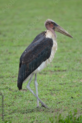 The African birds. Tanzania.