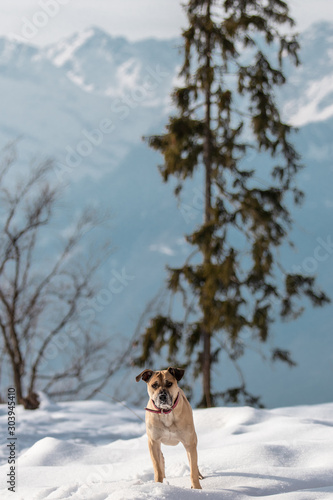 Hunde spielen vor winterlichem Südtiroler Bergpanorama