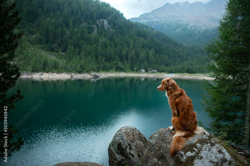 Traveling with a dog. Nova Scotia Duck Tolling Retriever stands on a rock on a lake in the background of mountains.