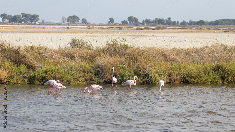 Φωτογραφία Some pink flamingos fishing on a pink salty water in La Camargue