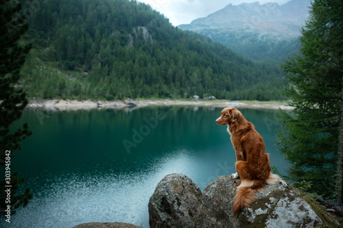 Traveling with a dog. Nova Scotia Duck Tolling Retriever stands on a rock on a lake in the background of mountains.