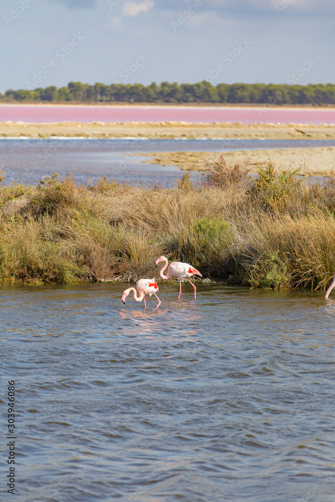 Φωτογραφία Some pink flamingos fishing on a pink salty water in La Camargue