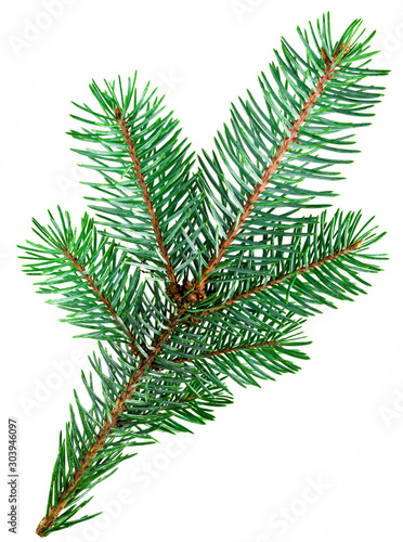 .Christmas tree sprig on a white background