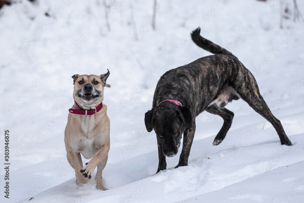 Zwei Hunde spielen im Schnee