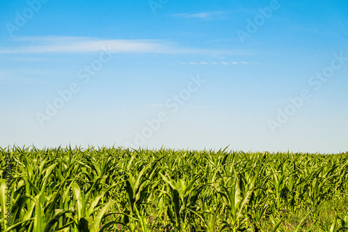 Green corn field under blue sky