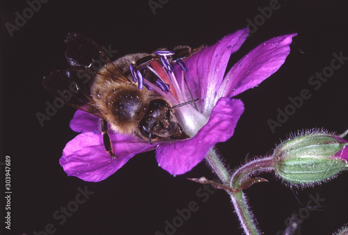 Bee, Apis, Blossom, Meadow Cranesbill. Thuringia, Germany, Europe photo