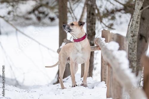 Fototapeta Naklejka Na Ścianę i Meble -  Hund auf Brücke schaut in den schneebedeckten Wald