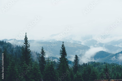 Fototapeta Naklejka Na Ścianę i Meble -  Beautiful landscape of mountains and fir trees in the fog. Tourist photo of the highlands. Colorful places of Ukraine, Carpathian mountains