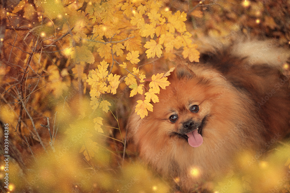 portrait of a dog autumn