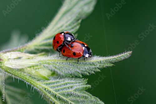 Pair of seven spot ladybirds (Coccinella septempunctata) mating on the leaf of a stinging nettle photo