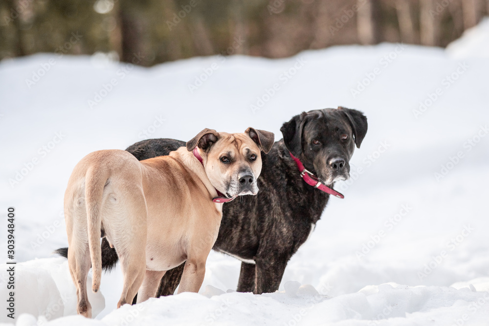 Zwei Hunde im Schnee schauen in eine Richtung