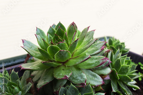 succulent home garden flower cactus isolated in pot on white background