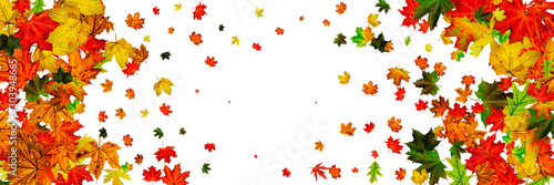 Autumn leaves falling. Season pattern isolated on white background. Thanksgiving concept