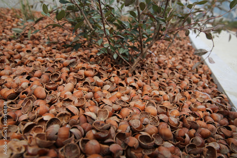Peanut shells are scattered on the ground like mold. Hazelnut bark . Peanuts are scattered on the ground. Peanut shells are scattered on the ground like mold. Hazelnut bark . Peanuts are scattered on the ground.