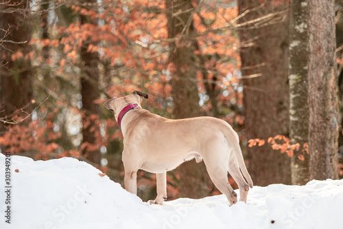 Hund schaut in den winterlichem Wald photo