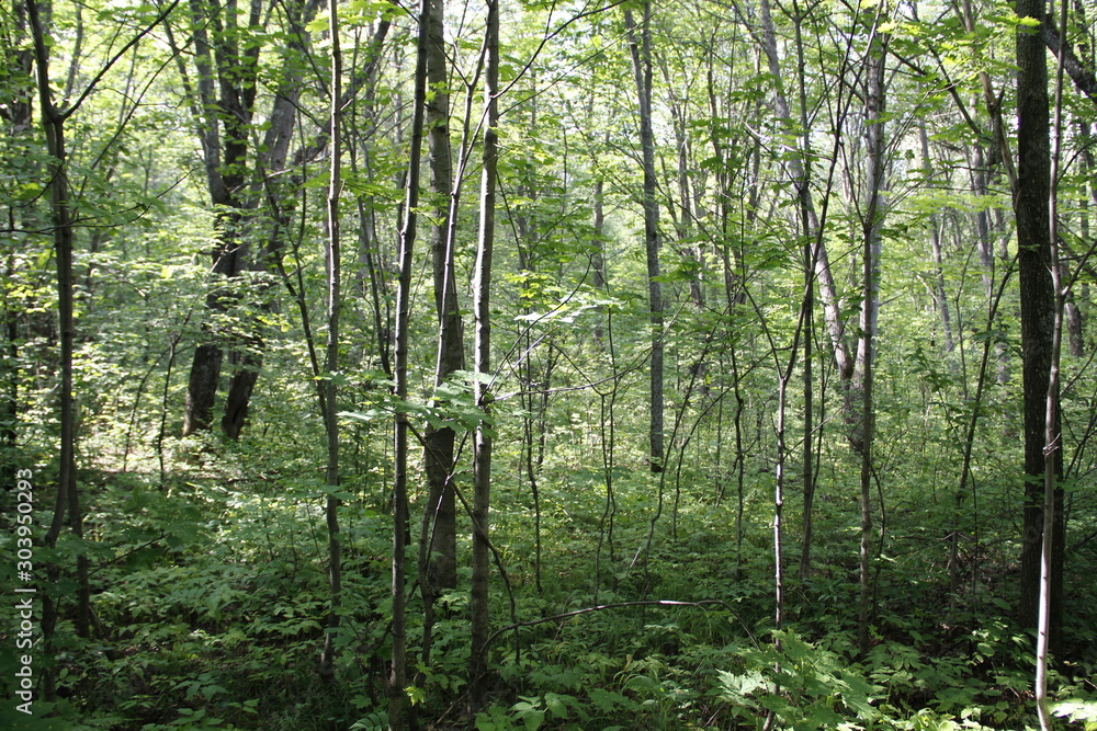 trees in the forest trees in the forest