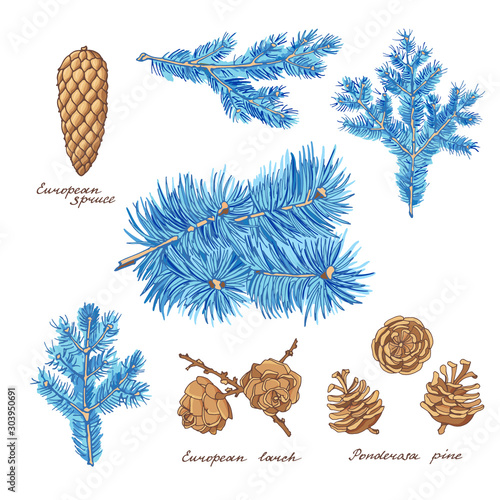 Ponderosa pine, European larch and European spruce. Branches and cones of conifer trees. Blue hand-drawn set of holiday decor and greeting cards. Vector illustration.