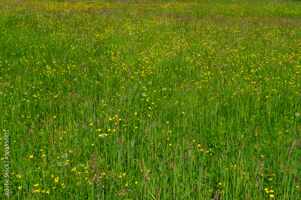 variety of flowers and grass forming a fresh green canvas sprinkled with color variety of flowers and grass forming a fresh green canvas sprinkled with color