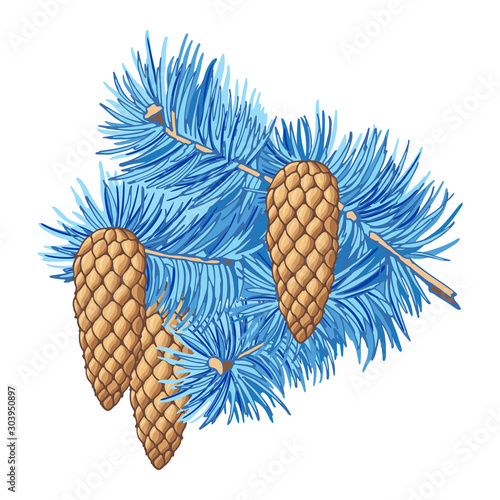 Blue spruce. Colorful branch with three cones of conifer trees on white background. Hand-drawn collection of holiday decor and greeting cards. Vector illustration of winter symbols.