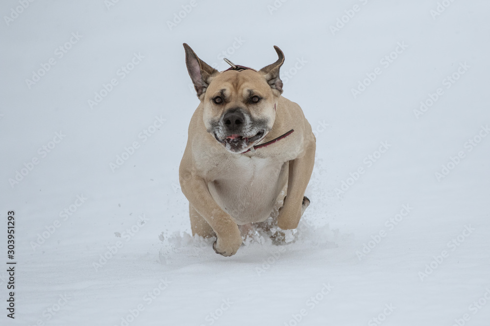 Hund hüpft durch den Schnee
