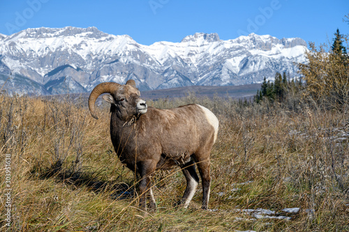 Bighorn sheep  Ovis canadensis   Jasper National Park  Alberta  Canada