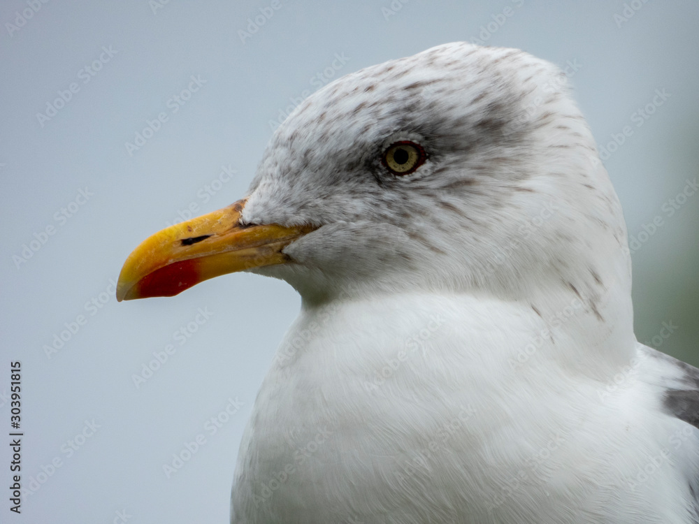 Seagull close up Seagull close up