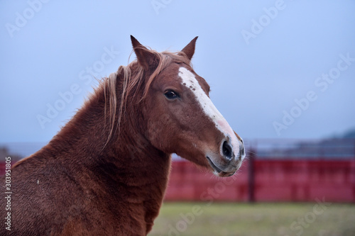 retrato de caballo