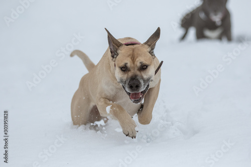 Hund hüpft durch den Schnee © Cecile Zahorka