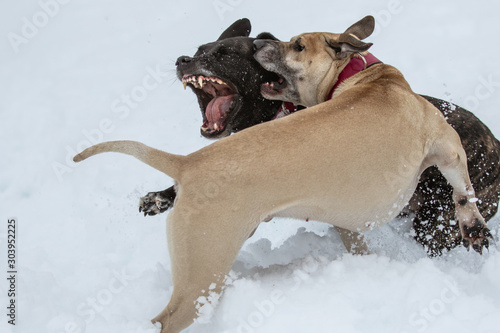 Hunde spielen im Schnee