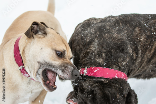 Hunde spielen im Schnee