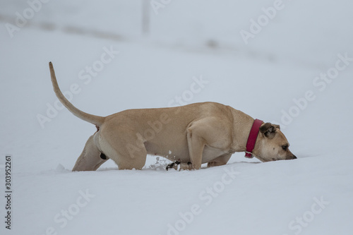 Hund hüpft durch den Schnee