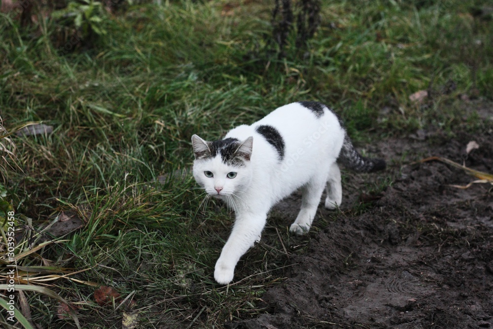 Beautiful white cat on the street in the village 