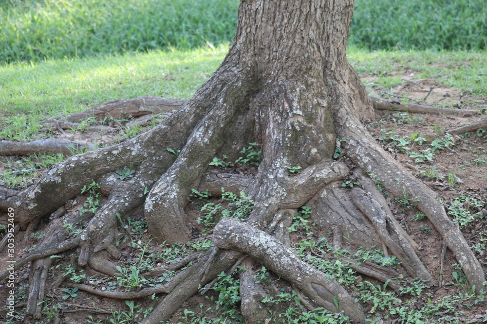 Tree Roots in the Park Tree Roots in the Park