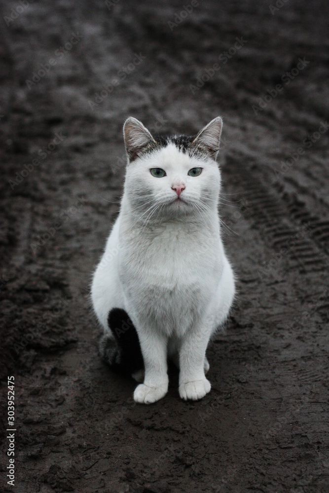 Beautiful white cat on the street in the village Beautiful white cat on the street in the village