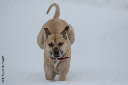 Hund hüpft durch den Schnee