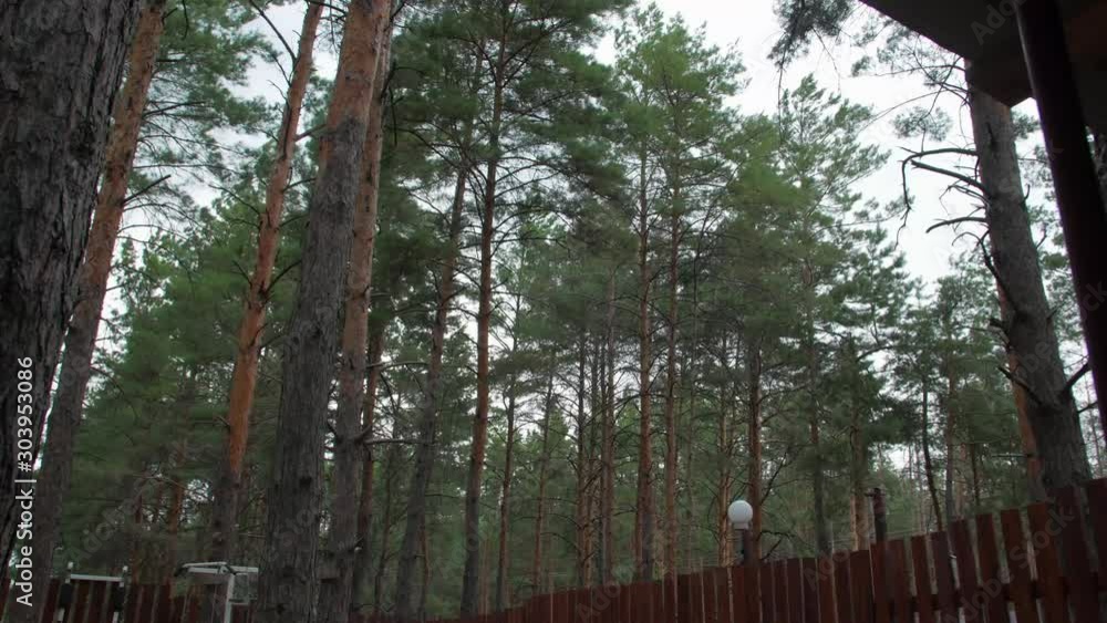 Storm trees in the forest wind pine coniferous tree bend mainly cloudy Storm trees in the forest wind pine coniferous tree bend mainly cloudy