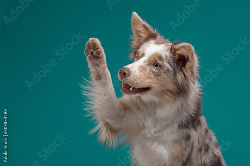 the dog waves its paw. Border Collie on a blue background. Pet in the studio