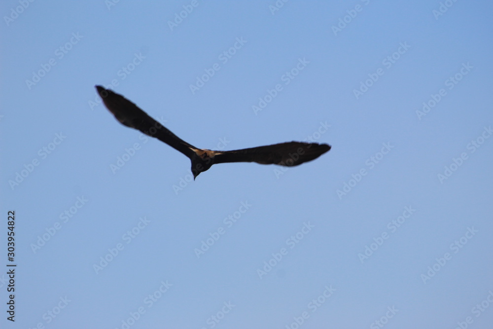 Fototapeta premium seagull flying in the sky