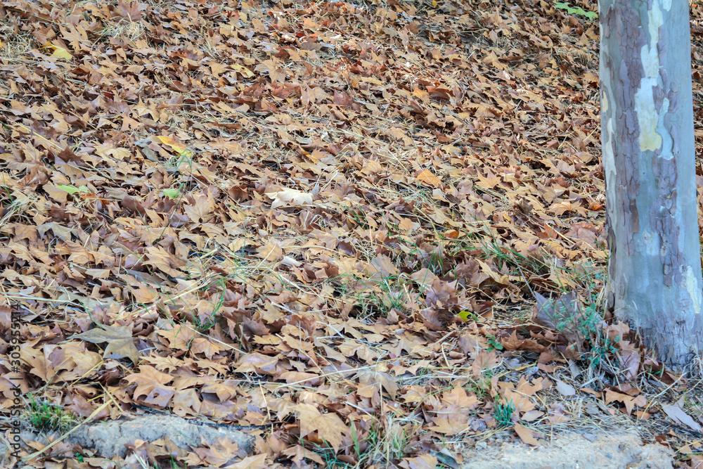 Carpet of dried autumn leaves in the park Carpet of dried autumn leaves in the park