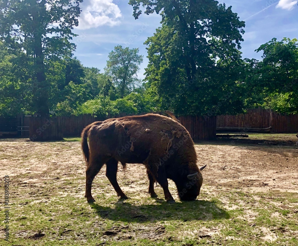 Fotografie aurochs in zoo