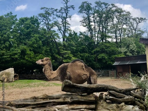 camel in zoo © Natalia