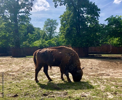 Fényképezés aurochs in zoo