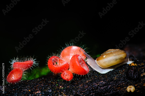 Orange mushroom or Champagne mushroom and snail in rain forest, Thailand.