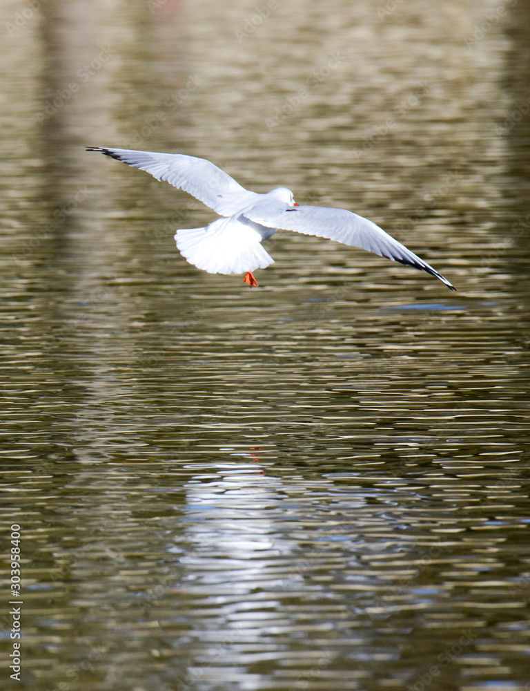 mouettes hauts de seine mouettes hauts de seine