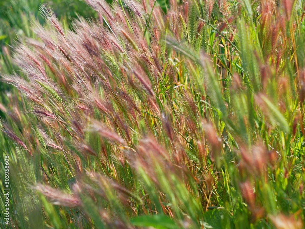 Cereal plants with reddish color ears flutter in the wind
