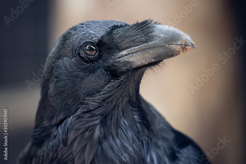 black portrait of raven